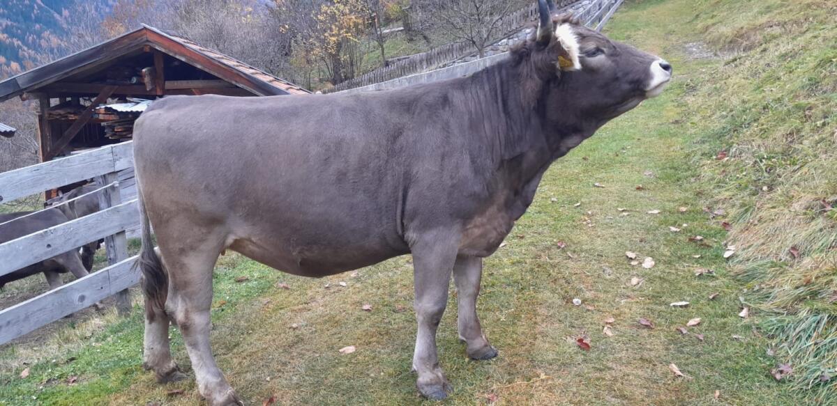 Original Braunvieh Kalbin 1