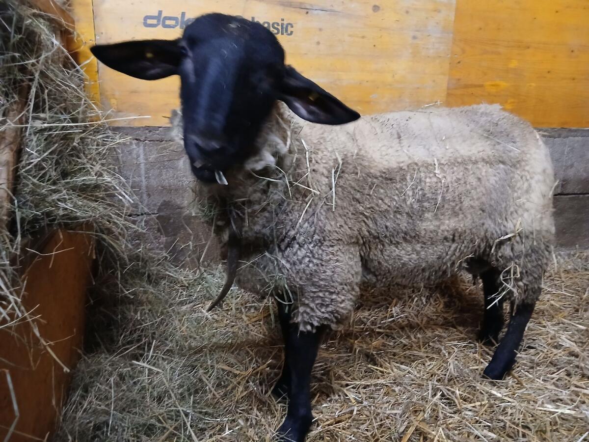 Suffolk Jungwidder aus Herdbuchzucht 2