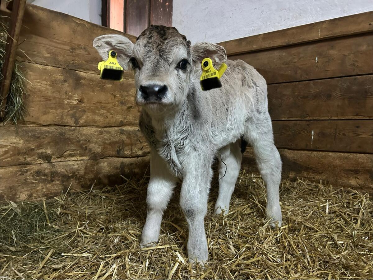 Grauvieh Stierkalb 2