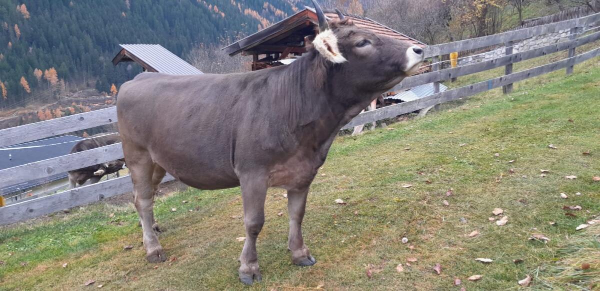 Original Braunvieh Kalbin 2