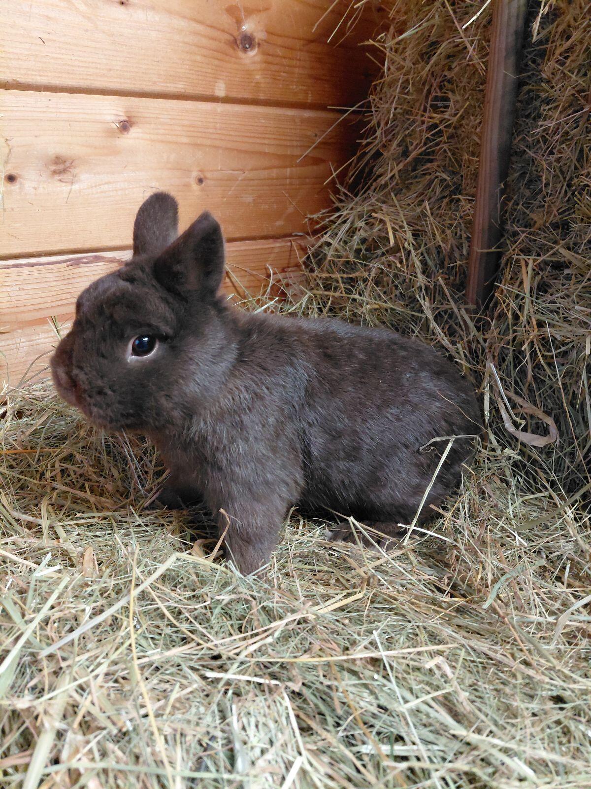 Farbenzwerg Havanna, Kaninchen, Zwerghase 2