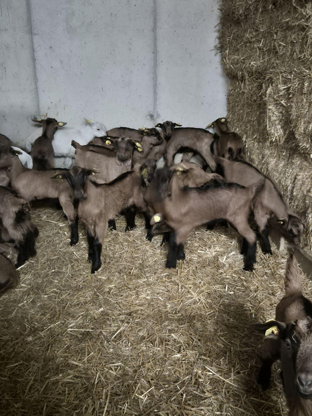 Flaschenkitze männlich 1