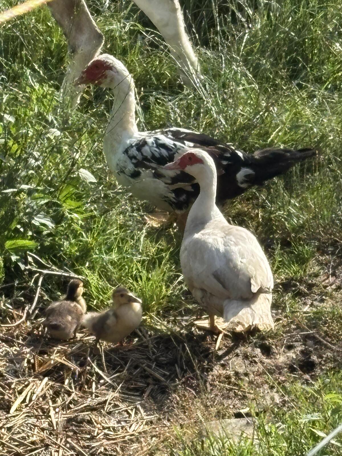 Moschus-Warzenenten Zucht 1