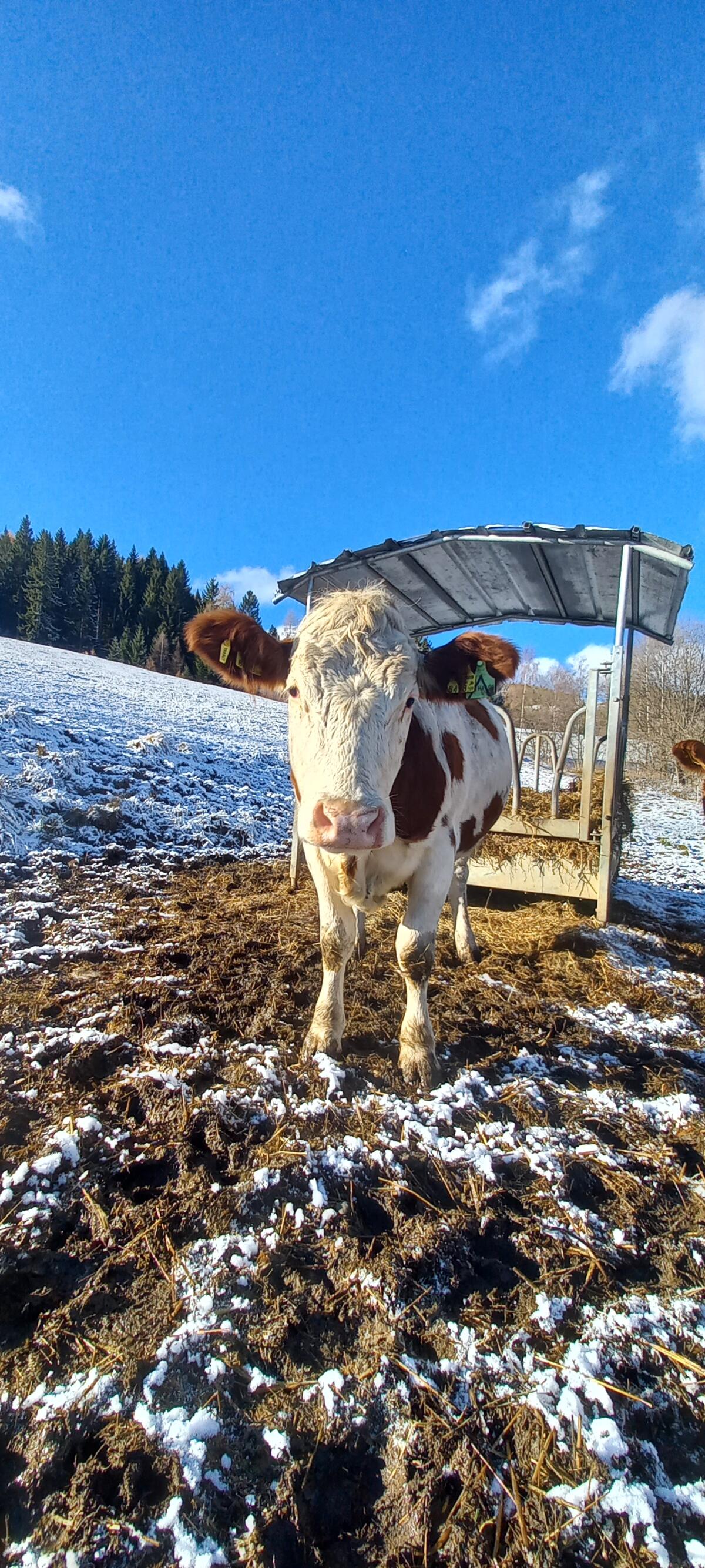 Bio Kalbin trächtig 1