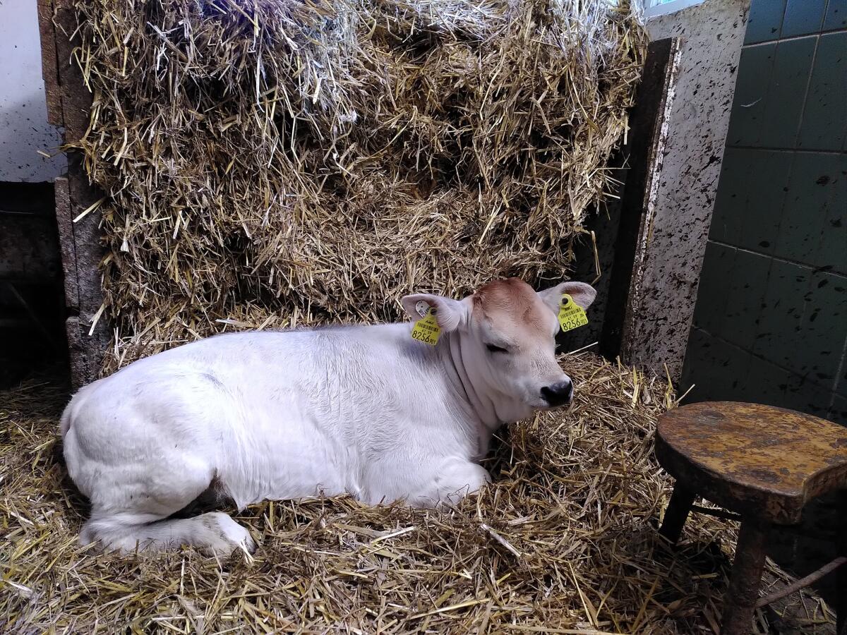 Grauvieh Kuhkalb Bio 1