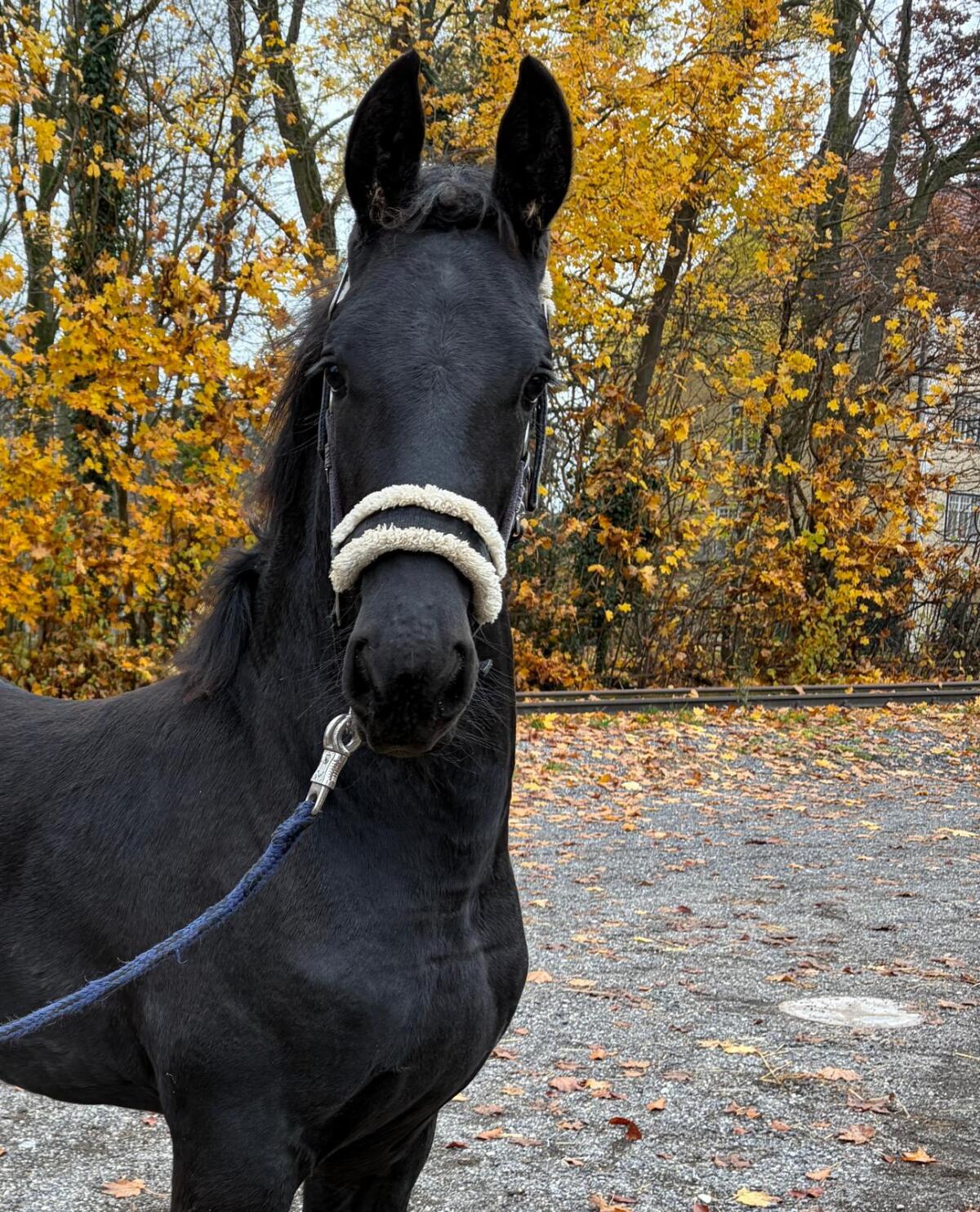 Friesenfohlen zu verkaufen 3