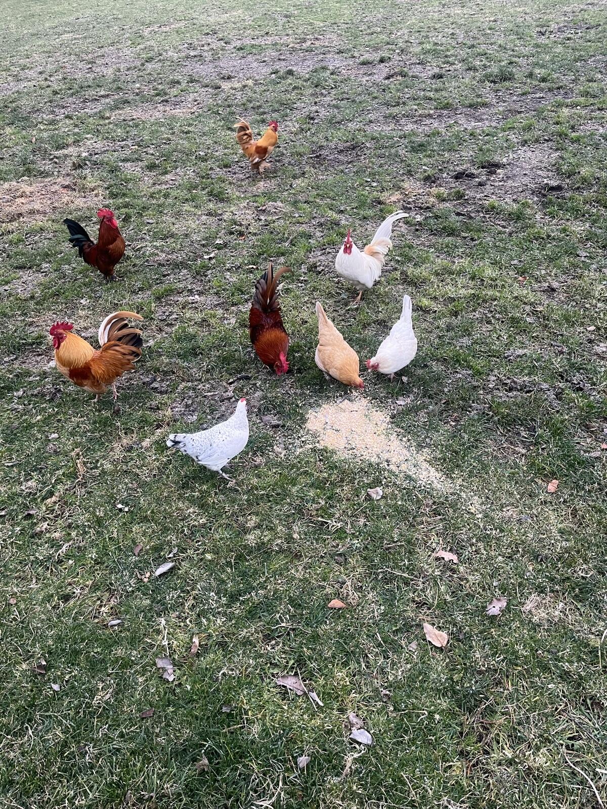 Zwerghähne zu verschenken 1