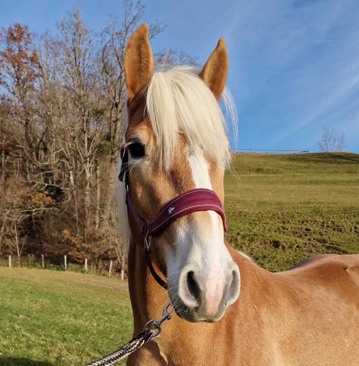 Haflingerwallach Bertoli-W 1