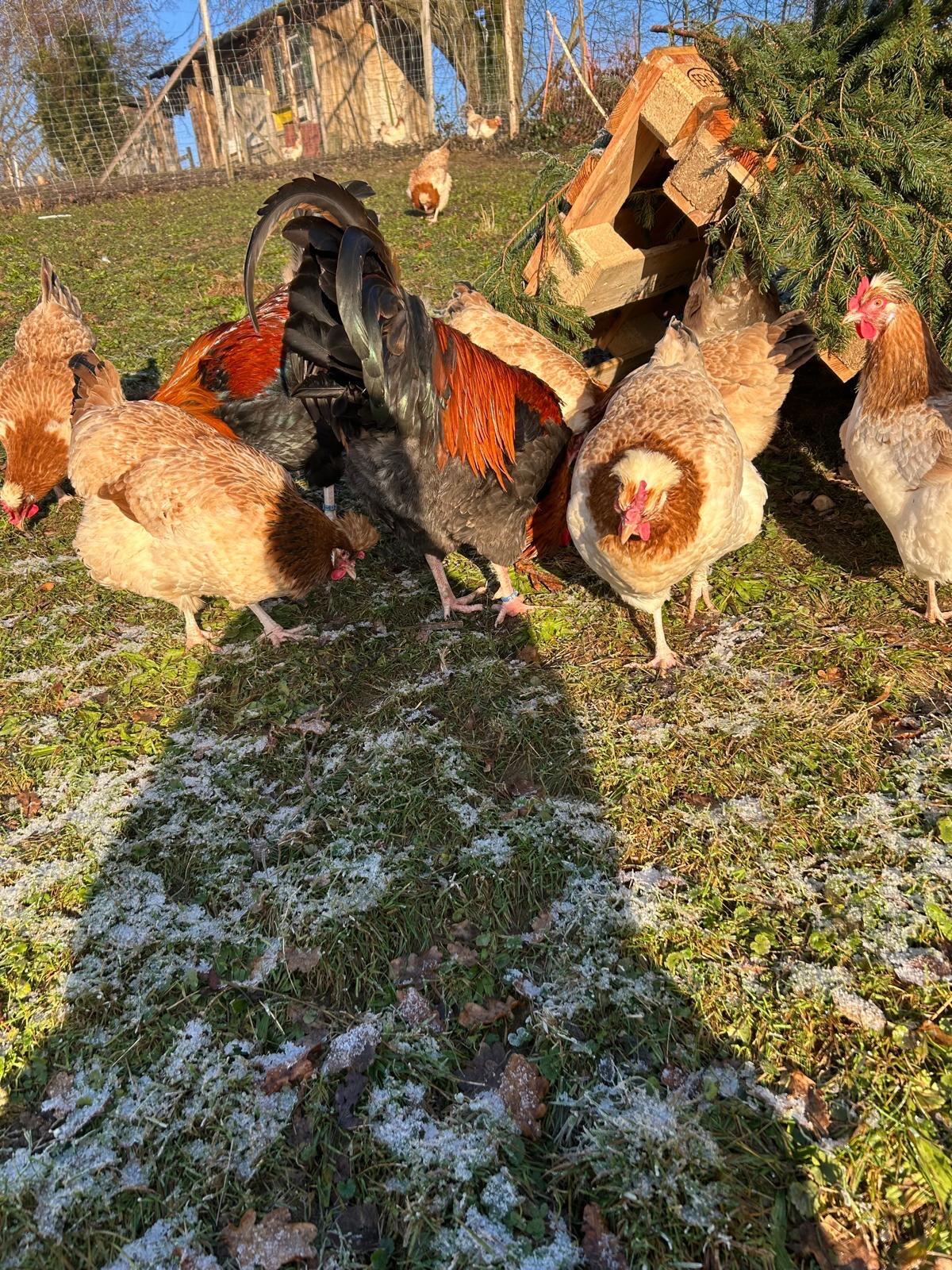 Sulmtaler Bruteier und Jungtiere 2