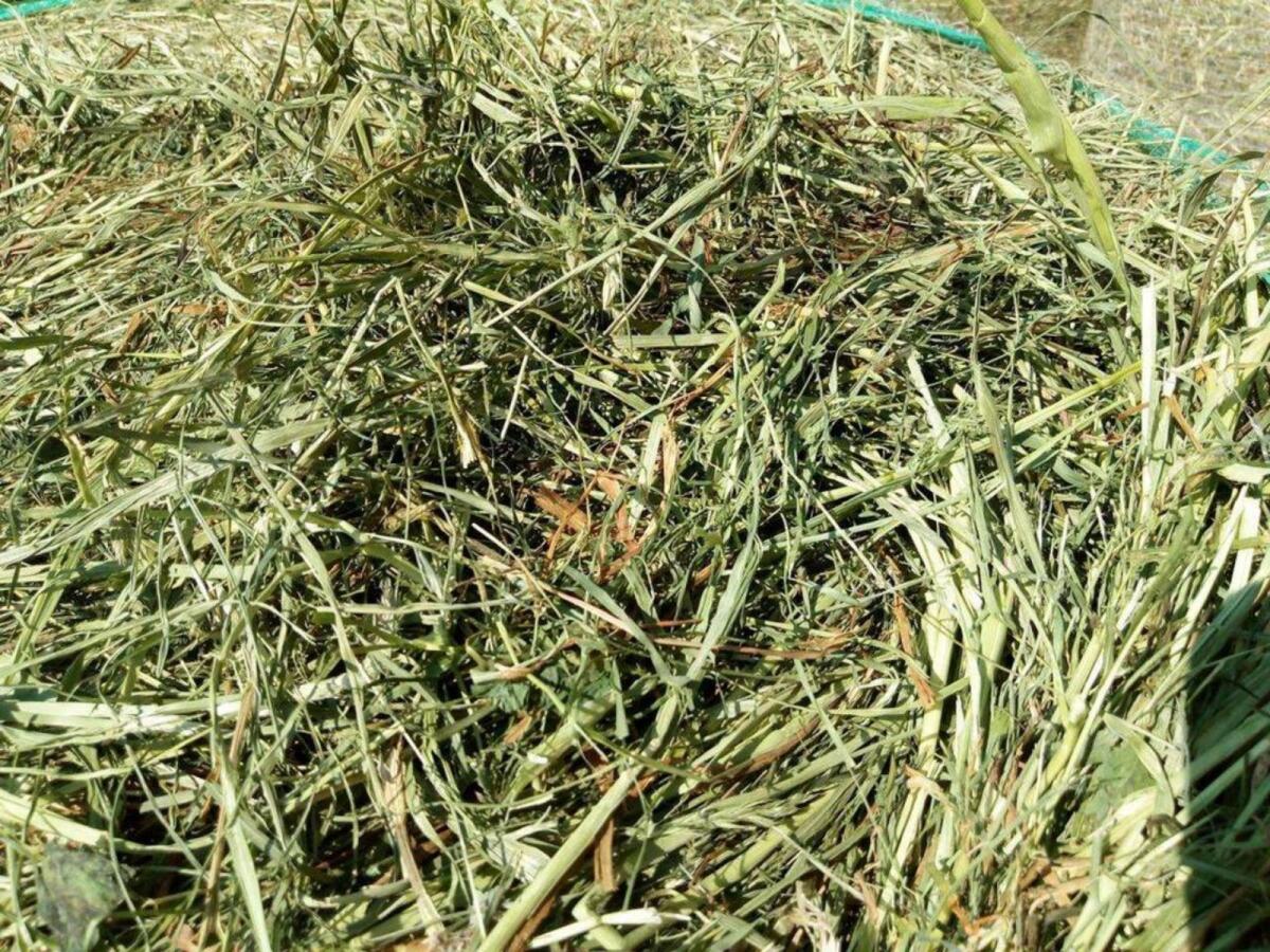 Rundballen und Kleinballen mit Warmluft belüftet 1