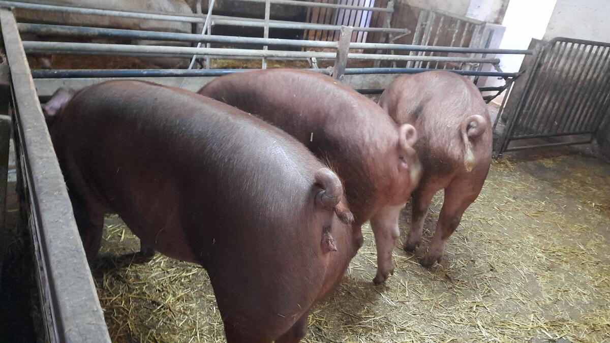 Duroc Jungsauen 2