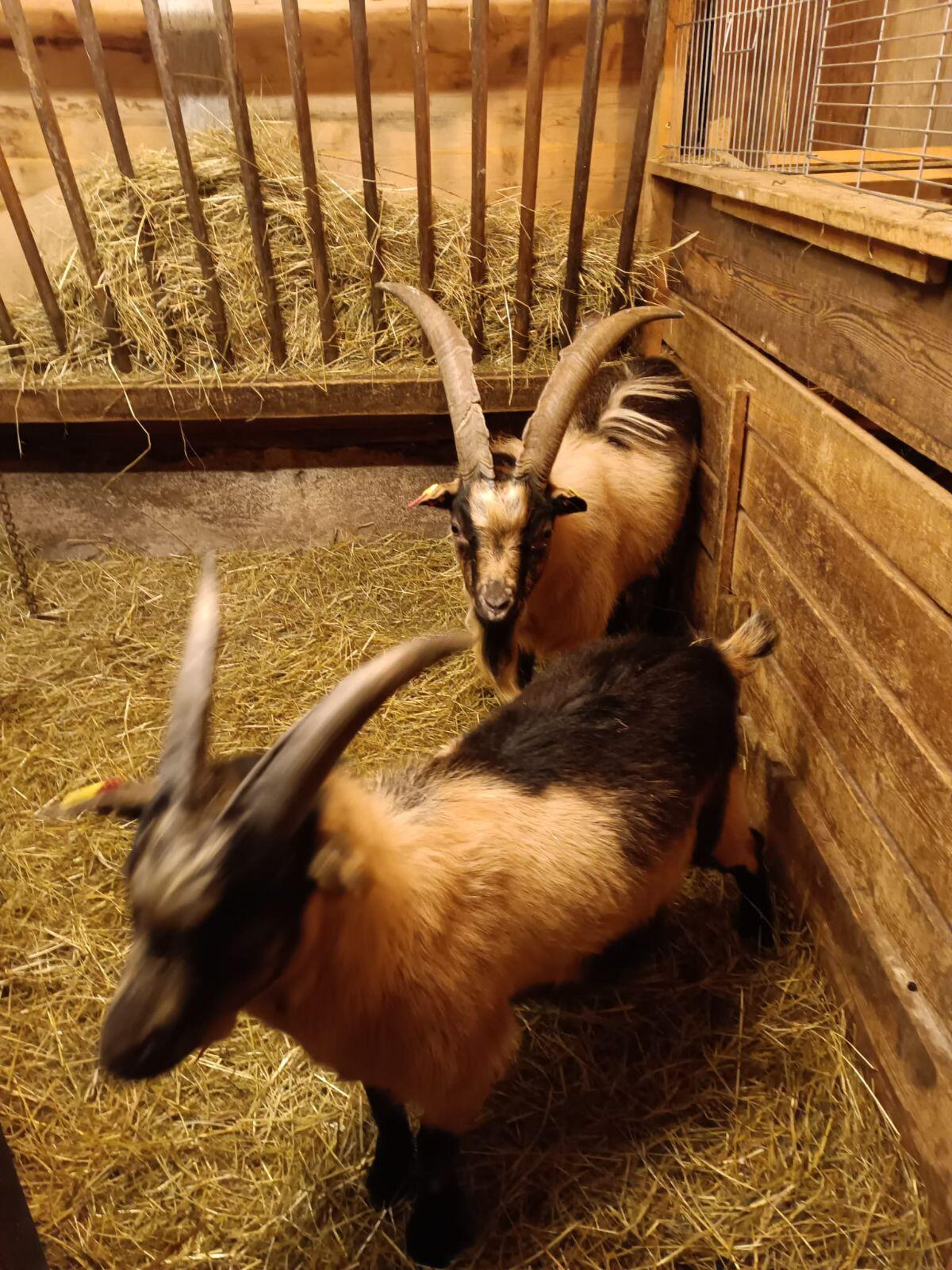 Verkaufe Passeirer Böcke 3