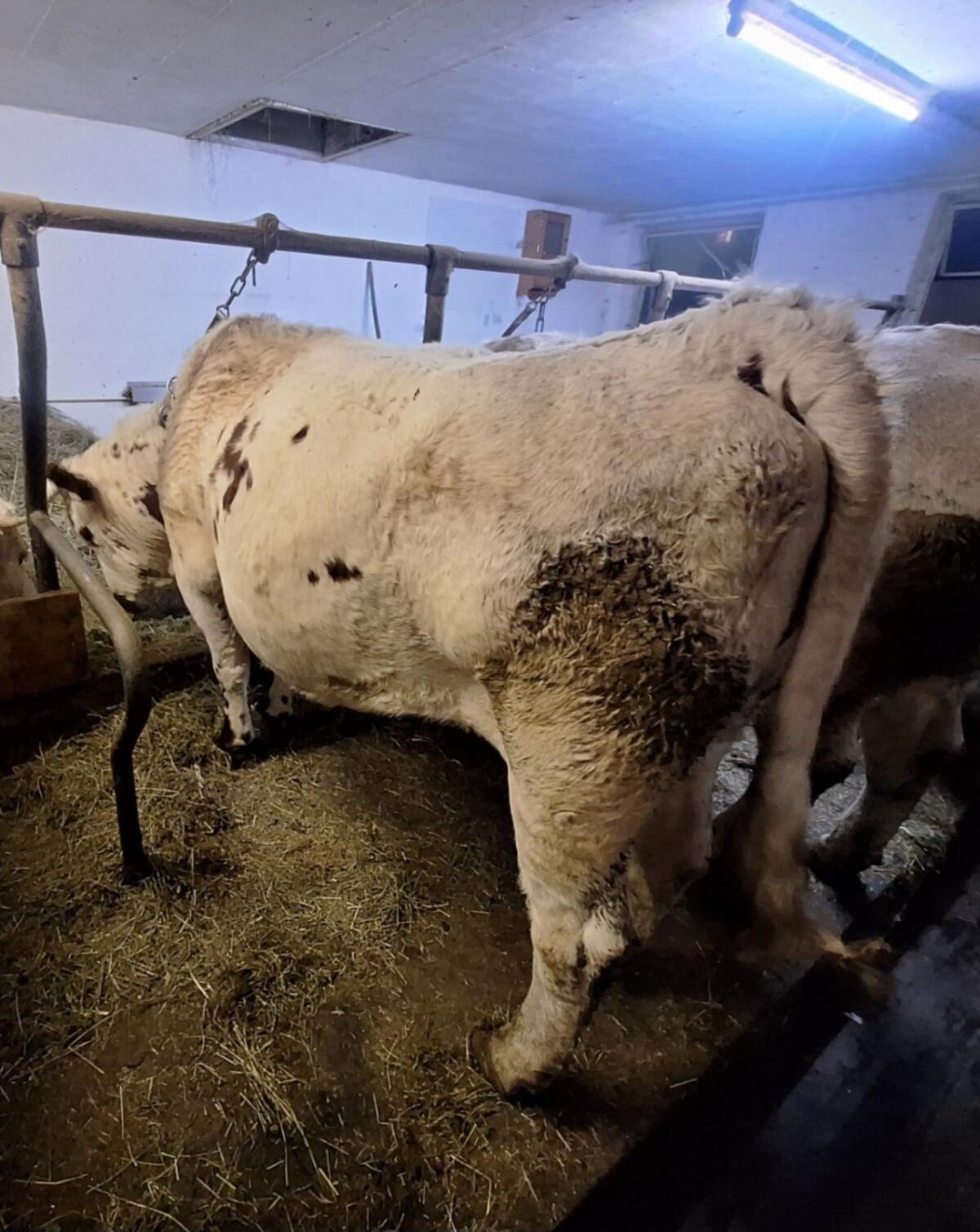 Pustertaler Sprinzen Kuh/Kalbin PSR 2