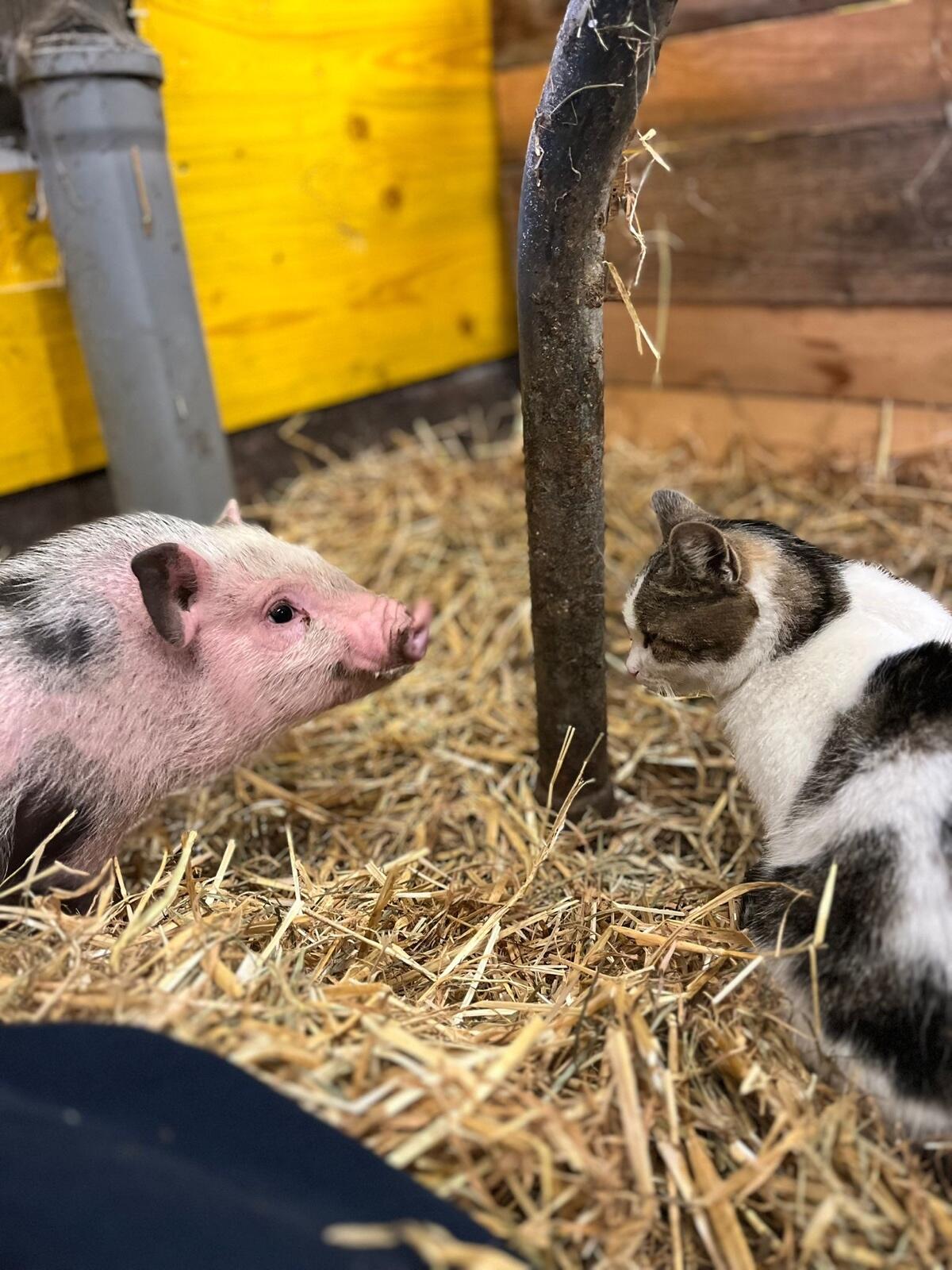 Mini-Schweine zu verkaufen 3