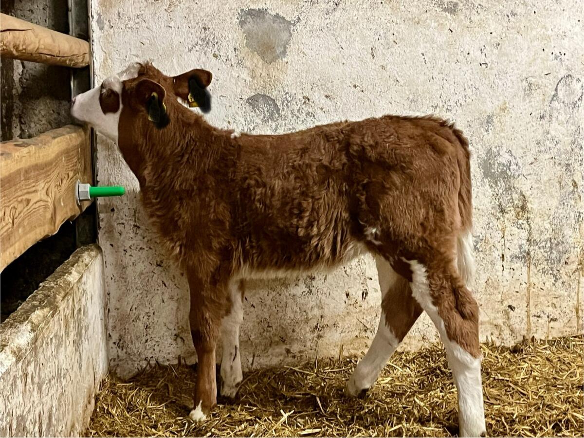 Zuchtkalb Bio 2