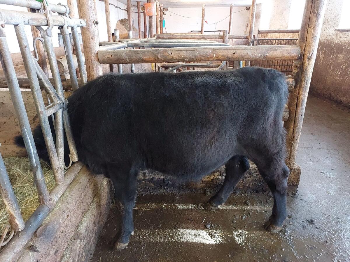 Bio - Aberdeen Angus Stier 1