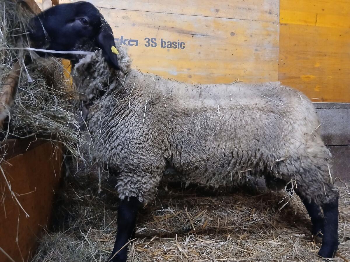 Suffolk Jungwidder aus Herdbuchzucht 1