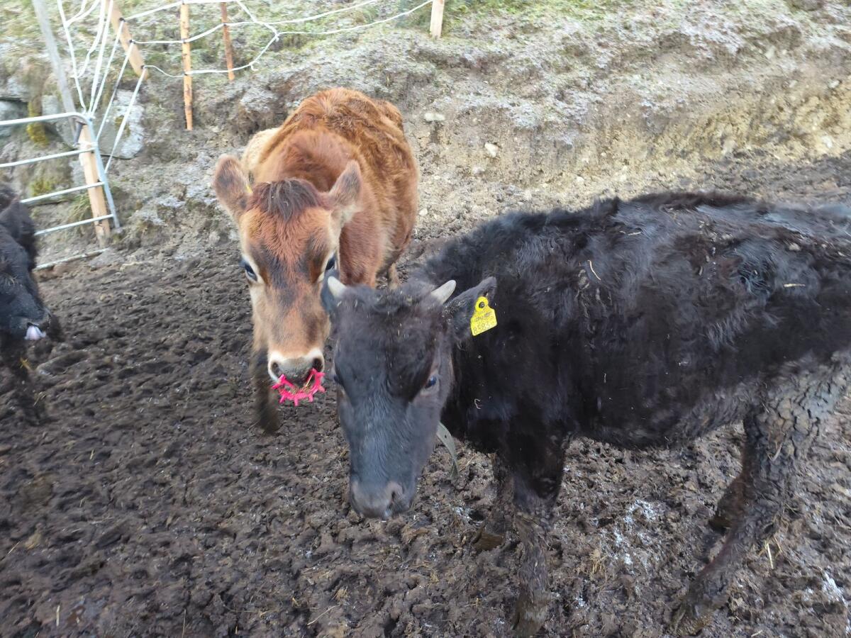Jersey zu verkaufen 2