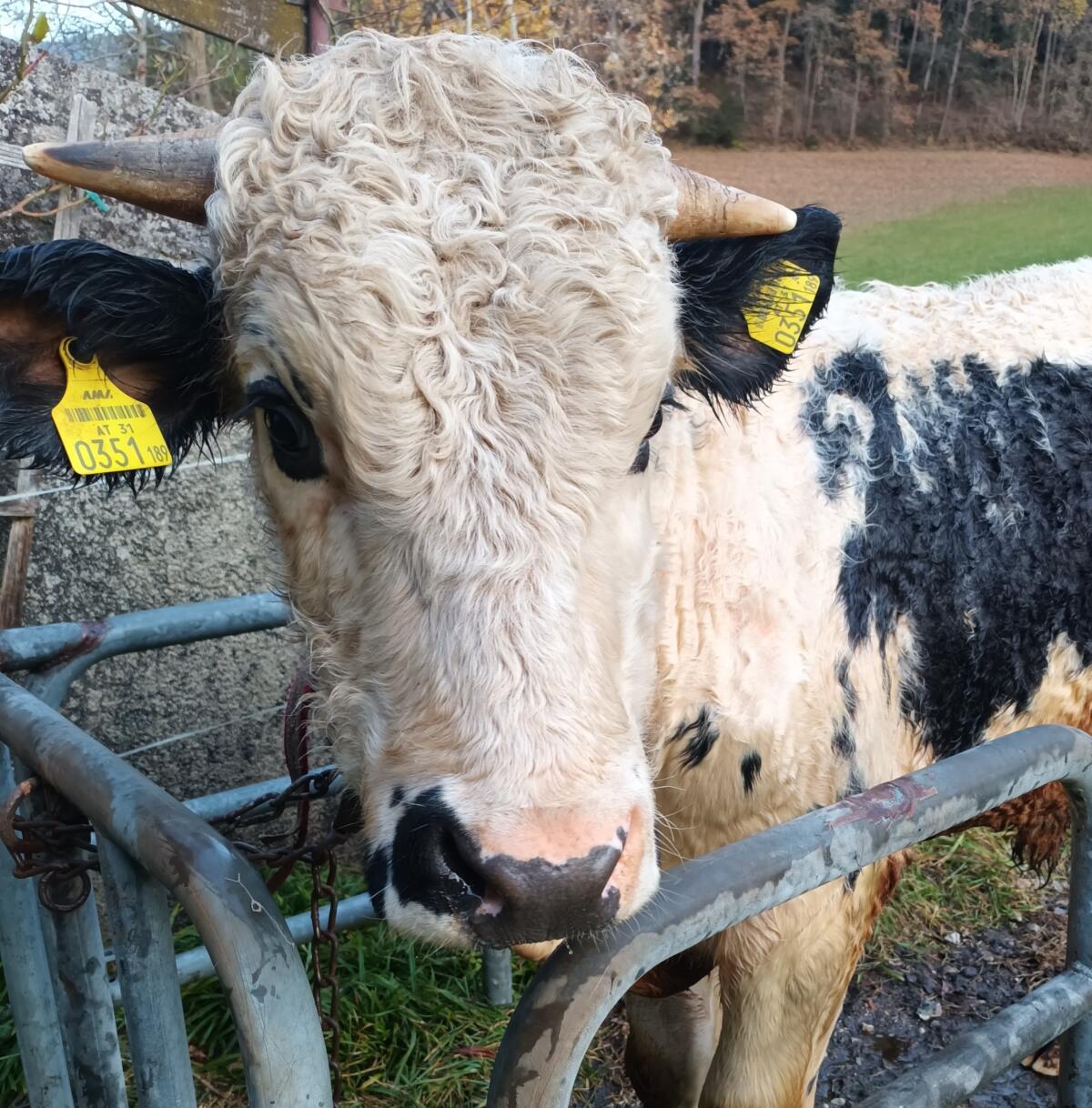 Pustertaler Sprinzen 1