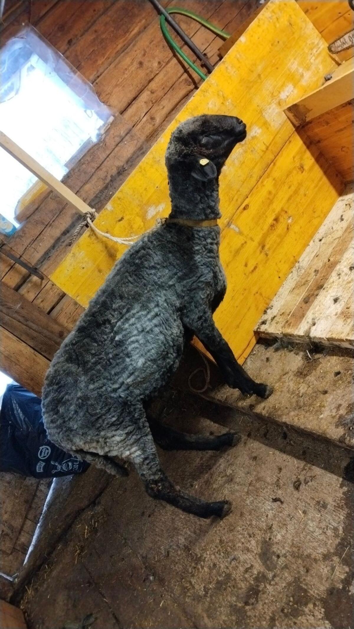 Tiroler Steinschafe 2