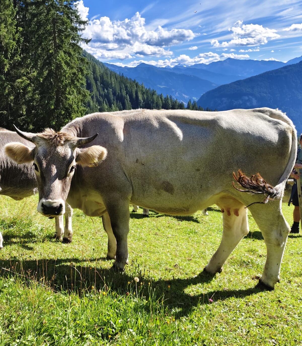 Tiroler Grauvieh Mutterkuh 1