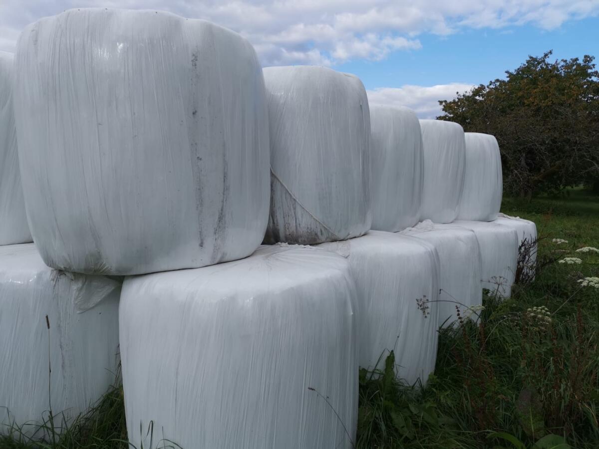 Kleegras-Silageballen–1. Schnitt 2025–Bioland zertifiziert 2