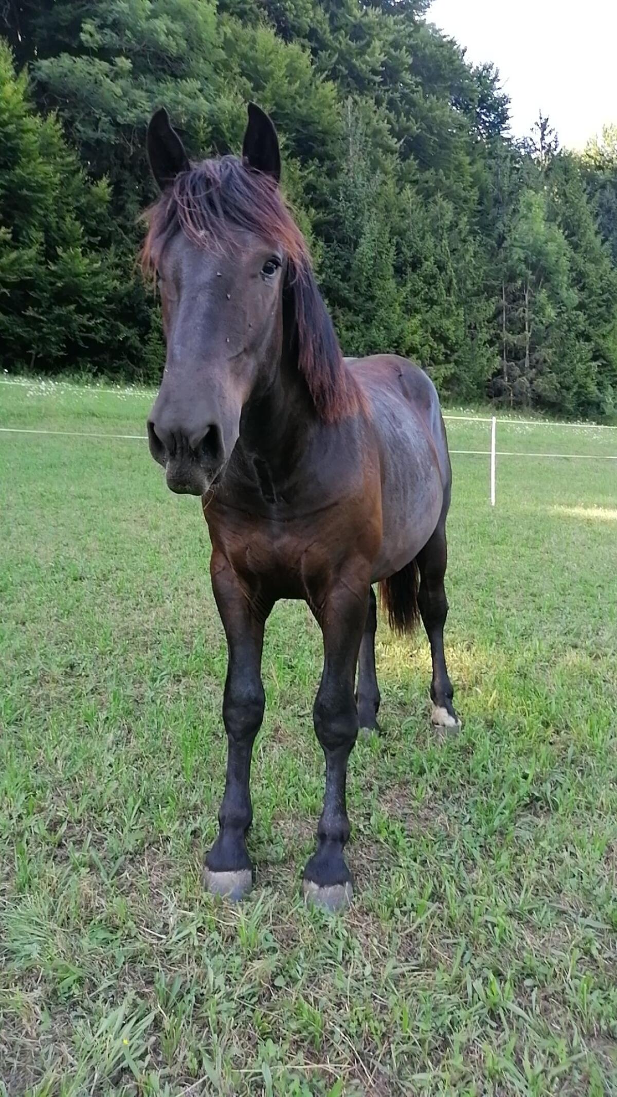 Norikerwallach sucht neues Zuhause 1