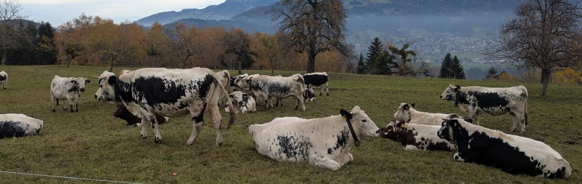 Pustertaler Sprinzen 2