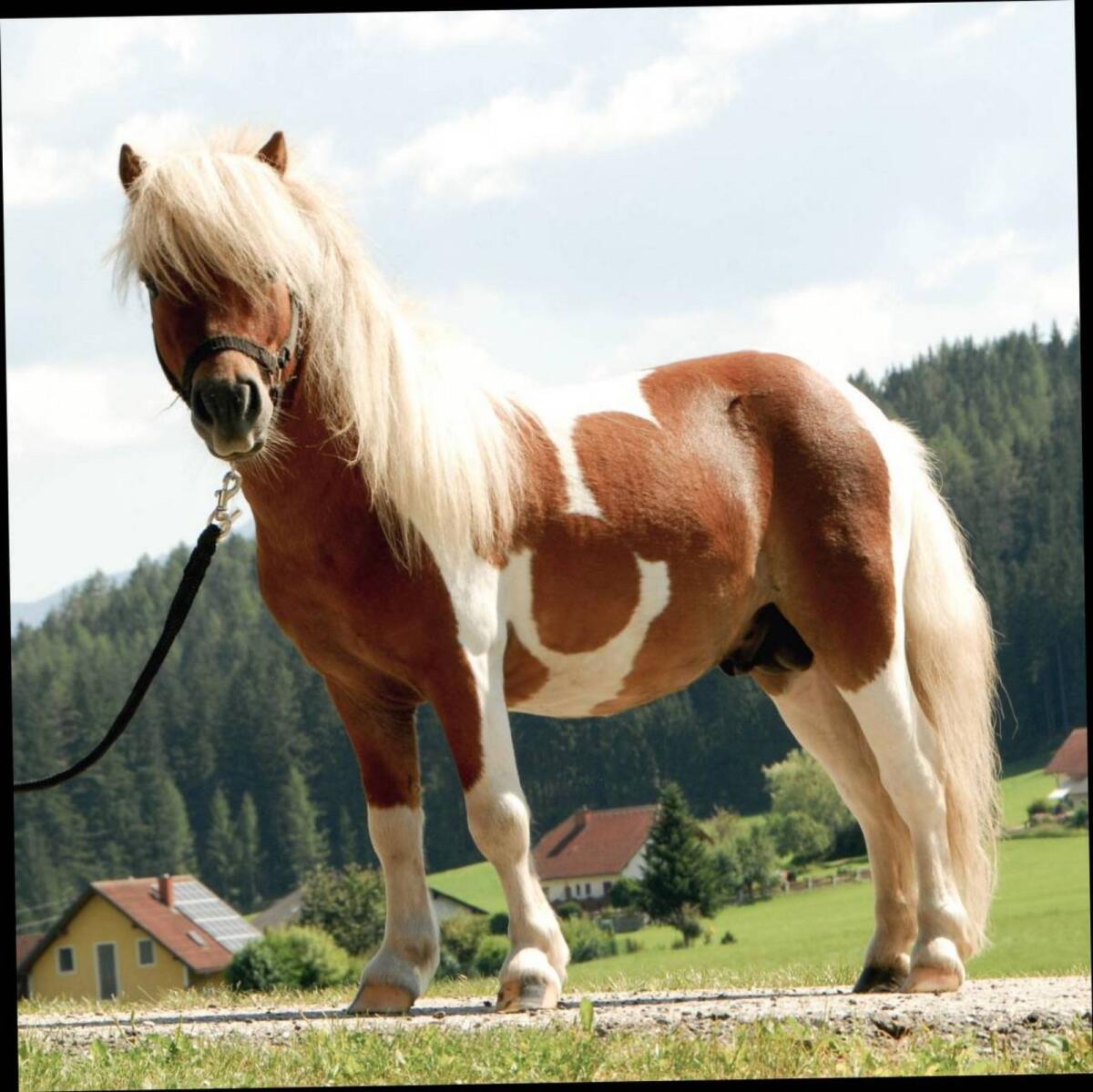 Mini Shetlandpony Hengst Iron 1