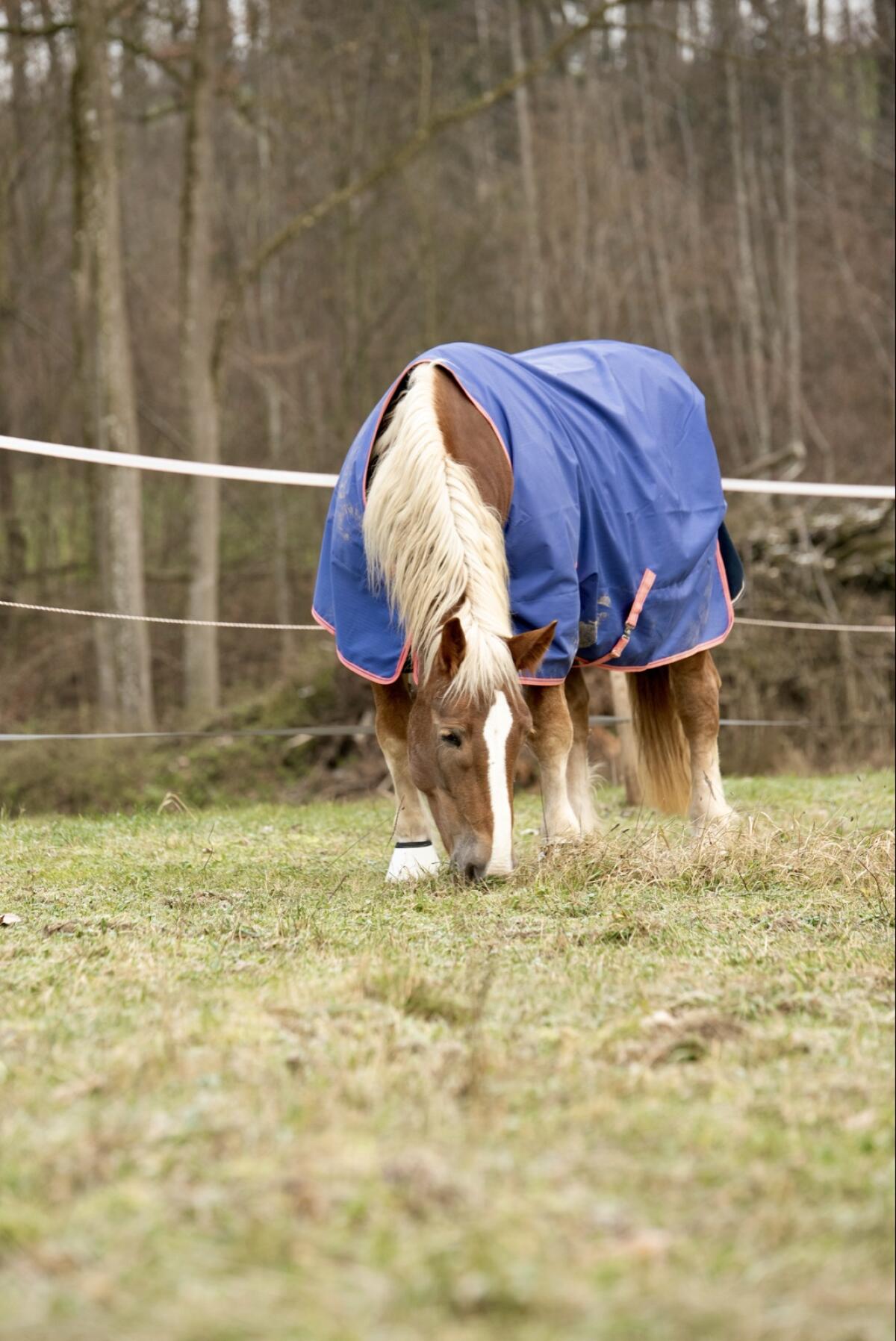 Suche Einstellplatz für Noriker Stute 1