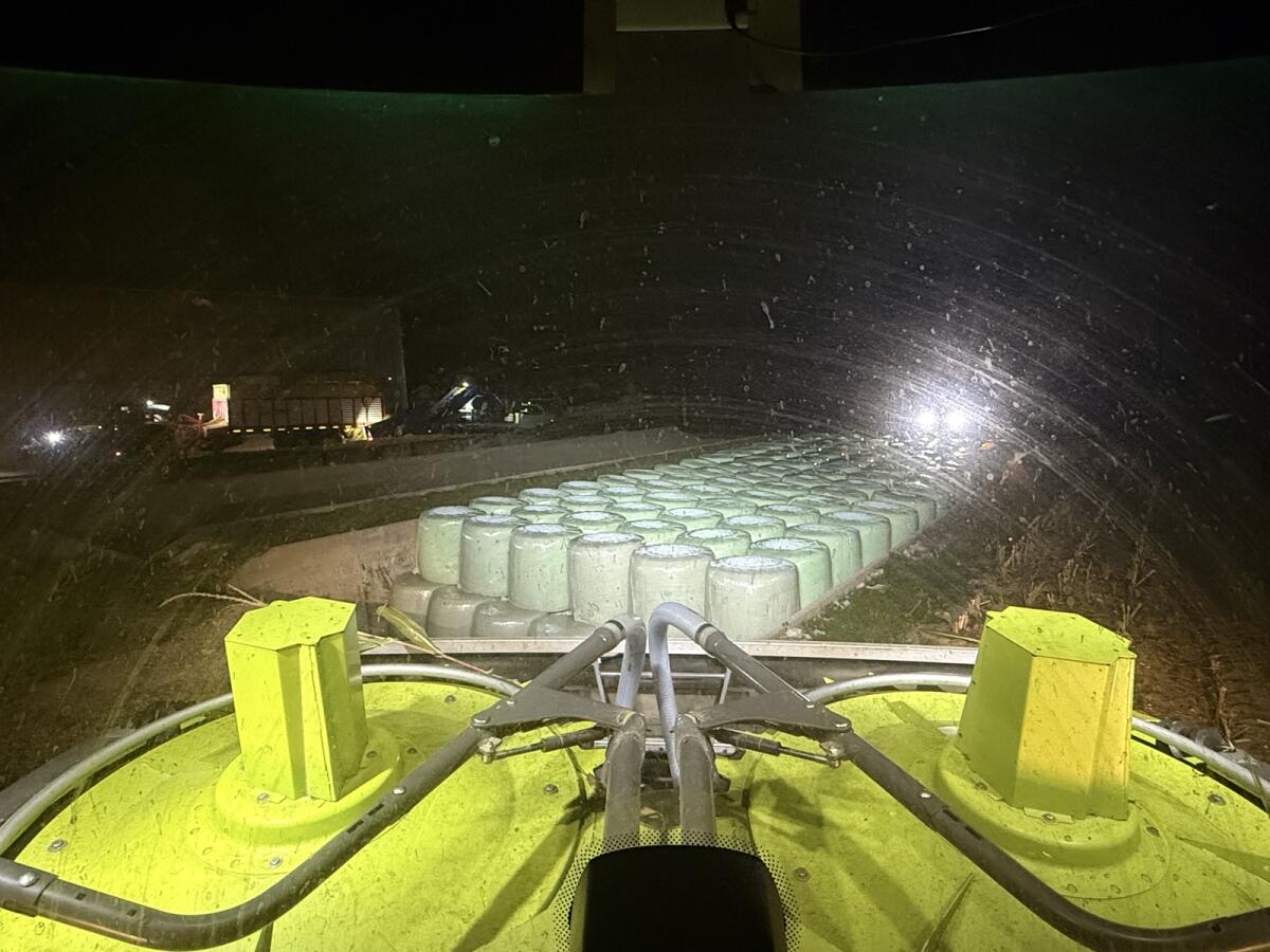 Maisballen zu verkaufen 2