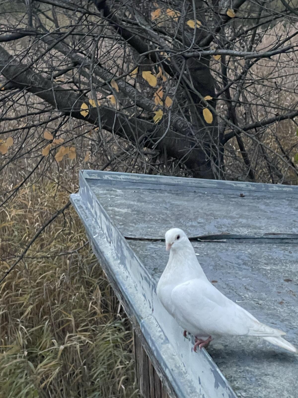 Galatzer Rolltauben 1