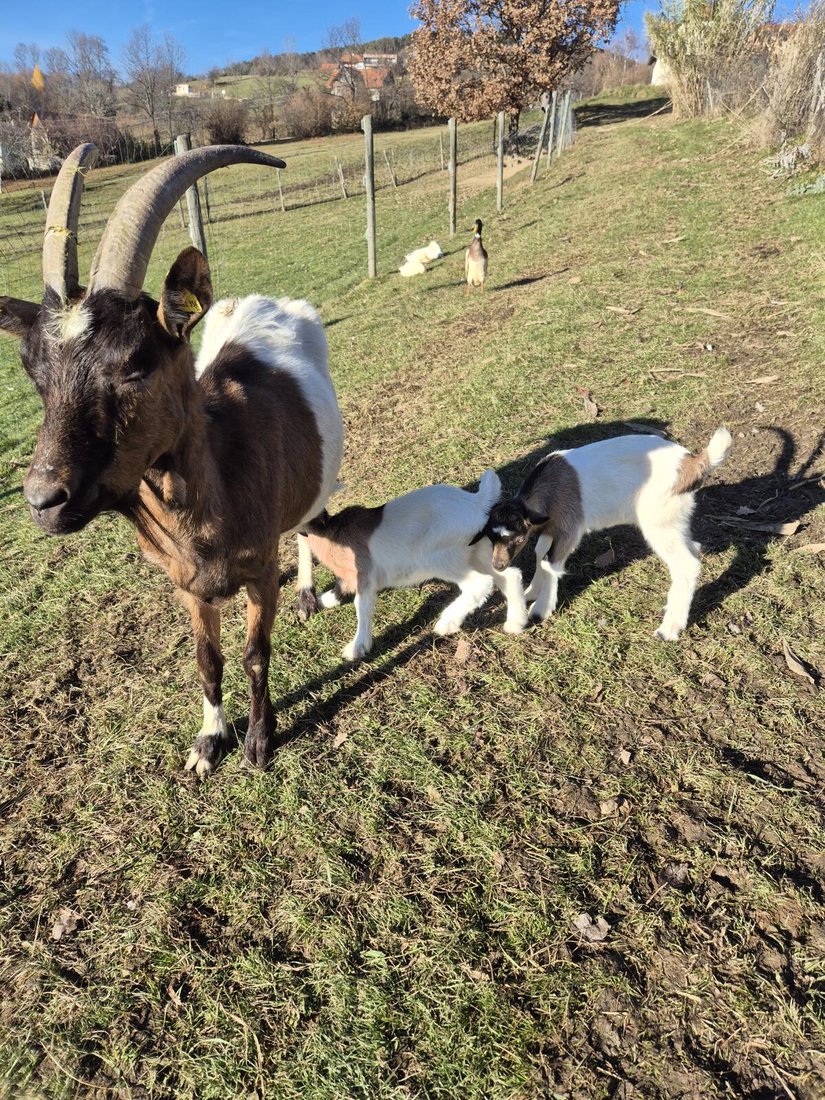 Steirerschecken abzugeben 3