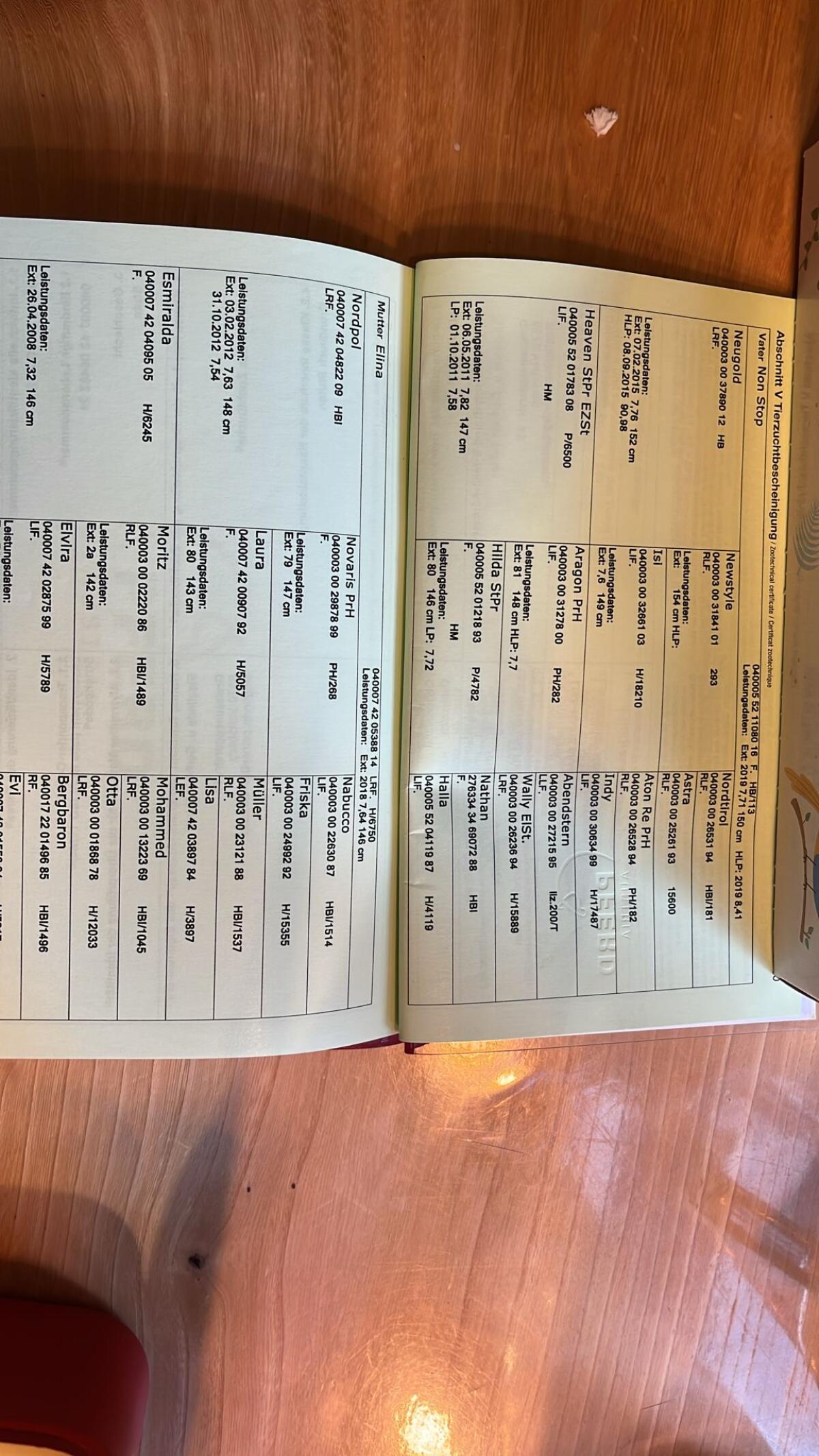 1,5-jährige Haflingerstute steht zum Verkauf 2