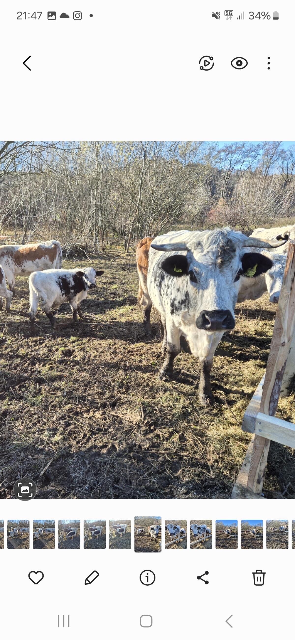 Kühe mit Kälbern 3