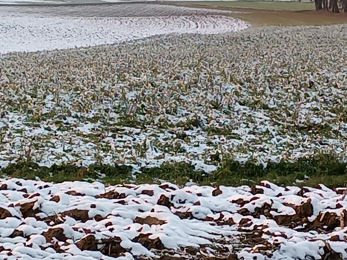 Landwirtschaftlicher Nutzgrund 3