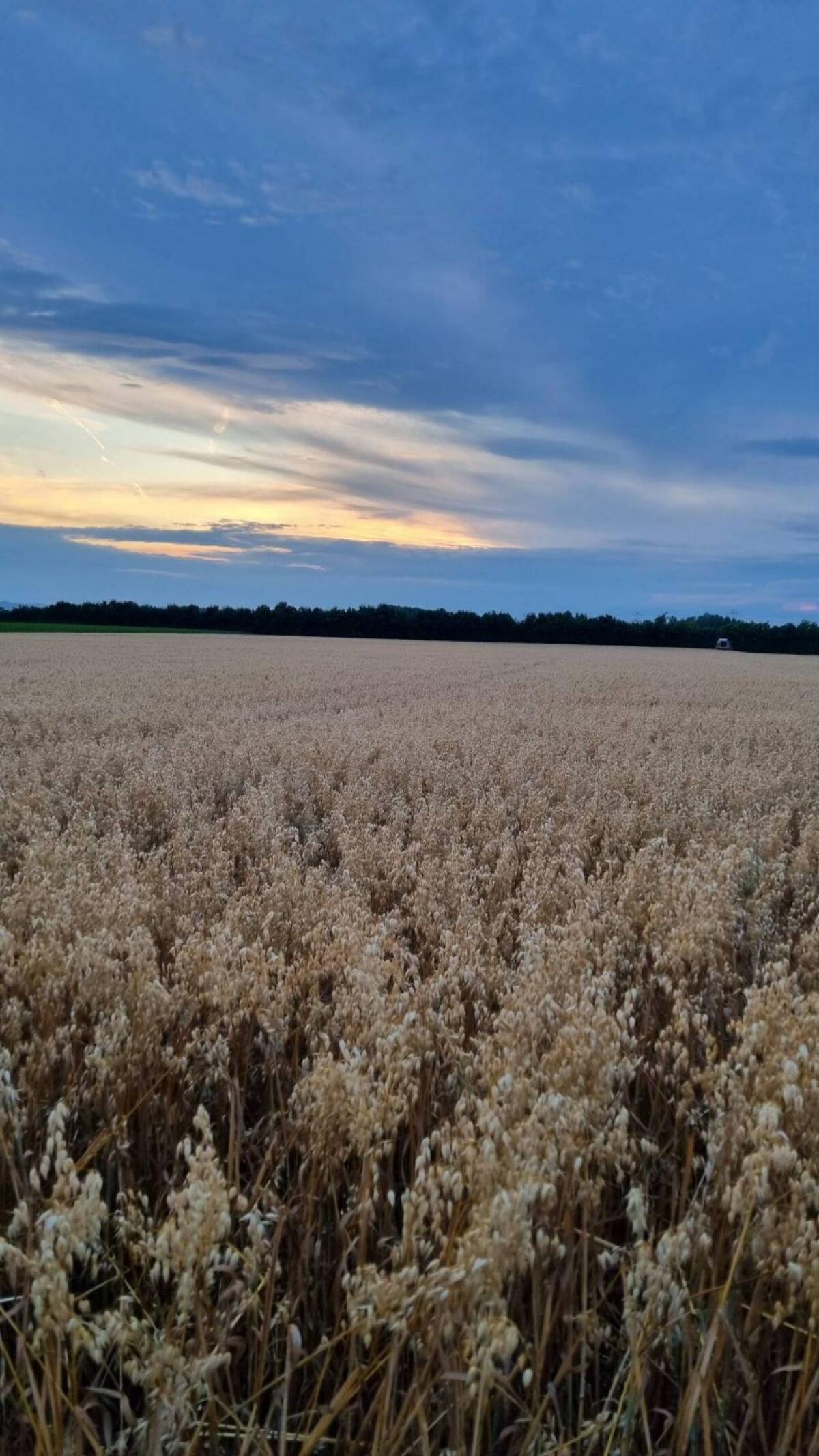 Goldhafer Sorte Perun, 2434 Pischelsdorf 1