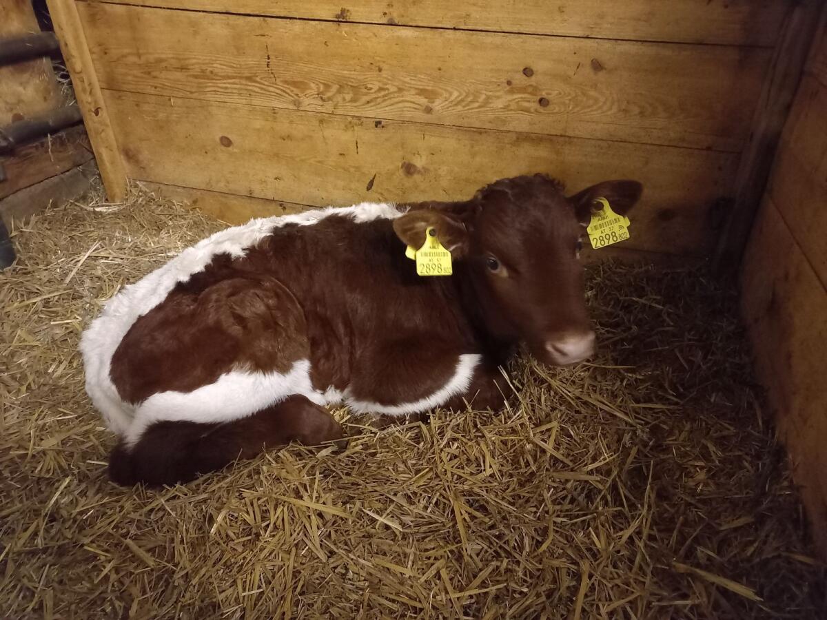 Pinzgauer Stierkalb 1