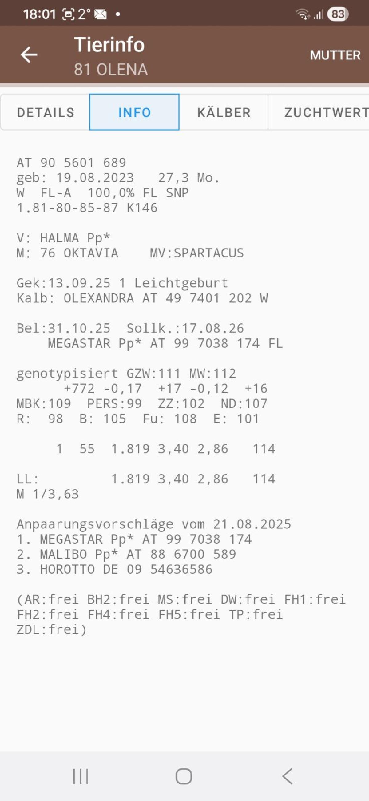 Erstlingskuh zu verkaufen - Olena 3