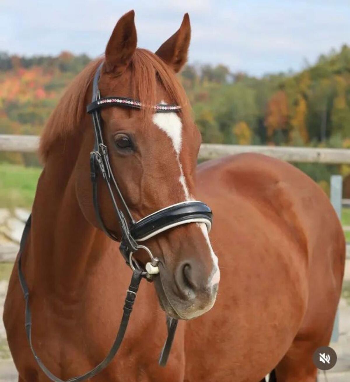 Englische Vollblutstute 1