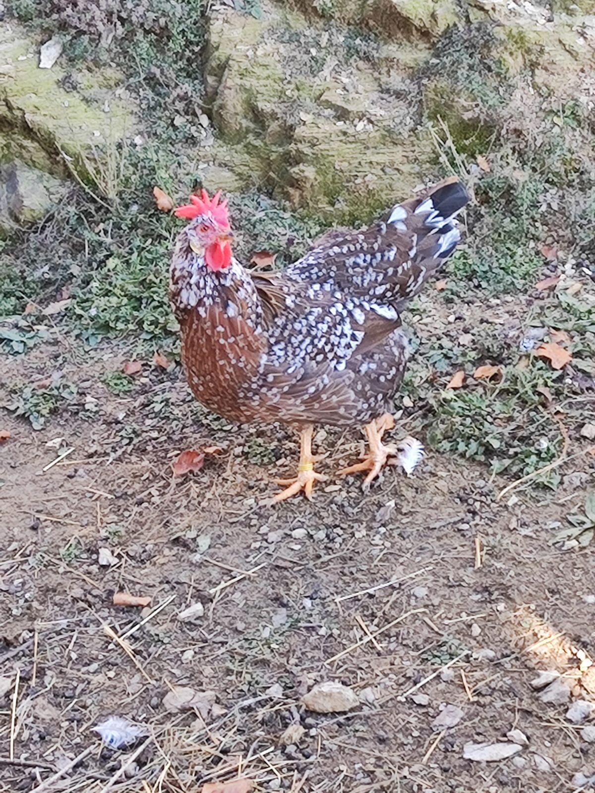 Italiener, Hühner 1