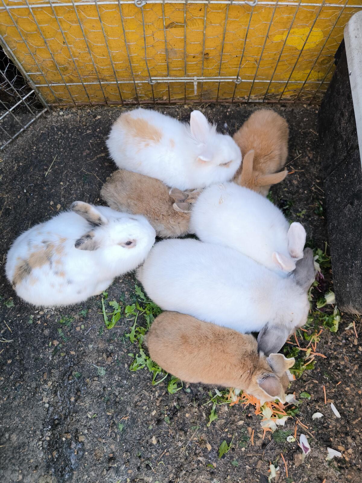 Verschiedene Kaninchen 2