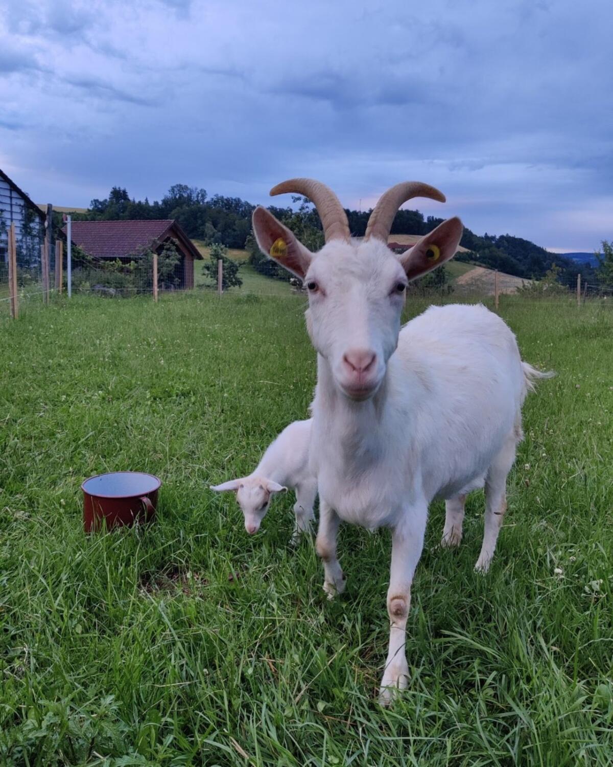 Ziegen zu verkaufen 1