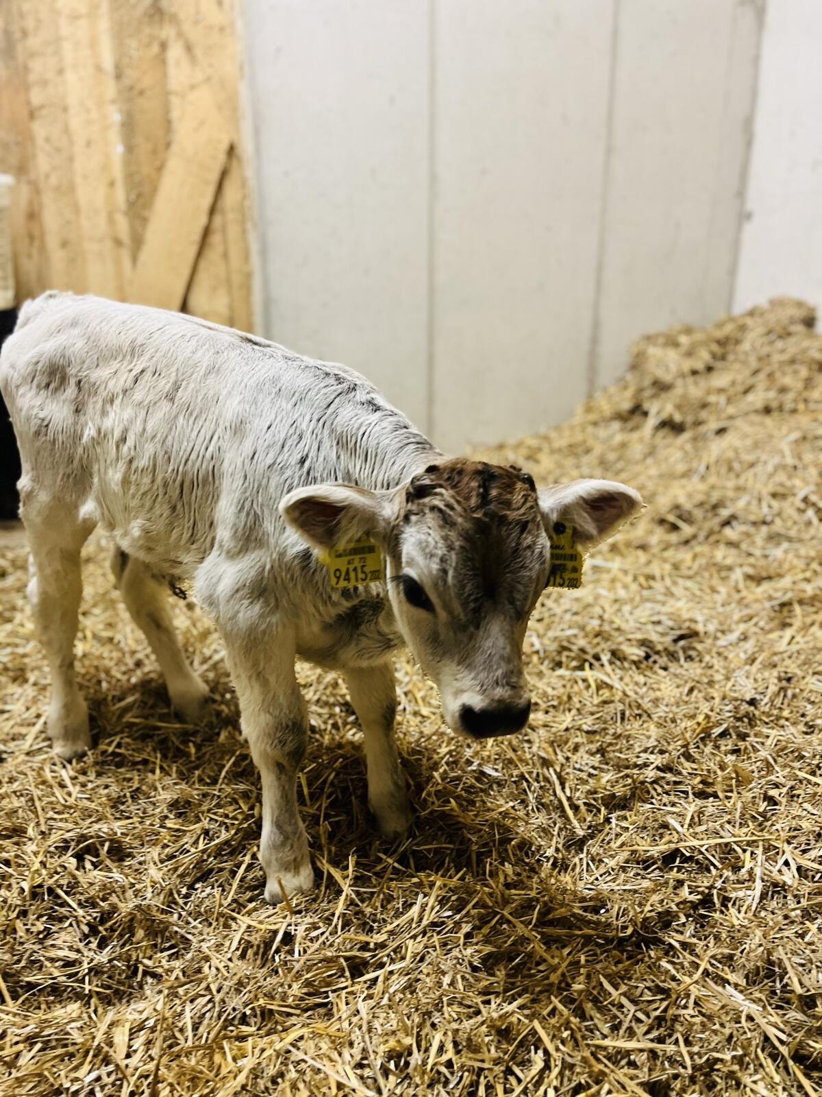 Tiroler Grauvieh Stierkalb 1