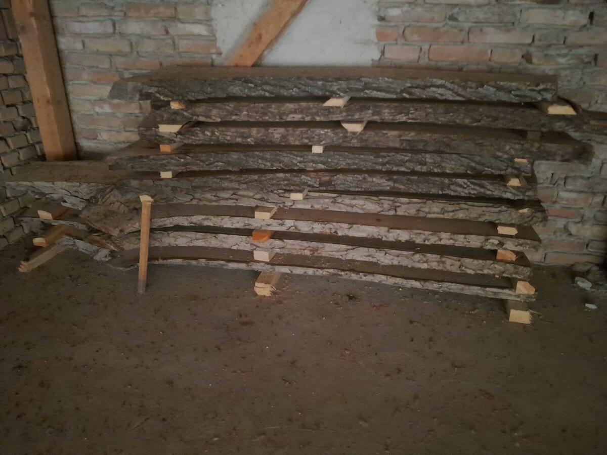 Nussstämme aufgeschnitten 1