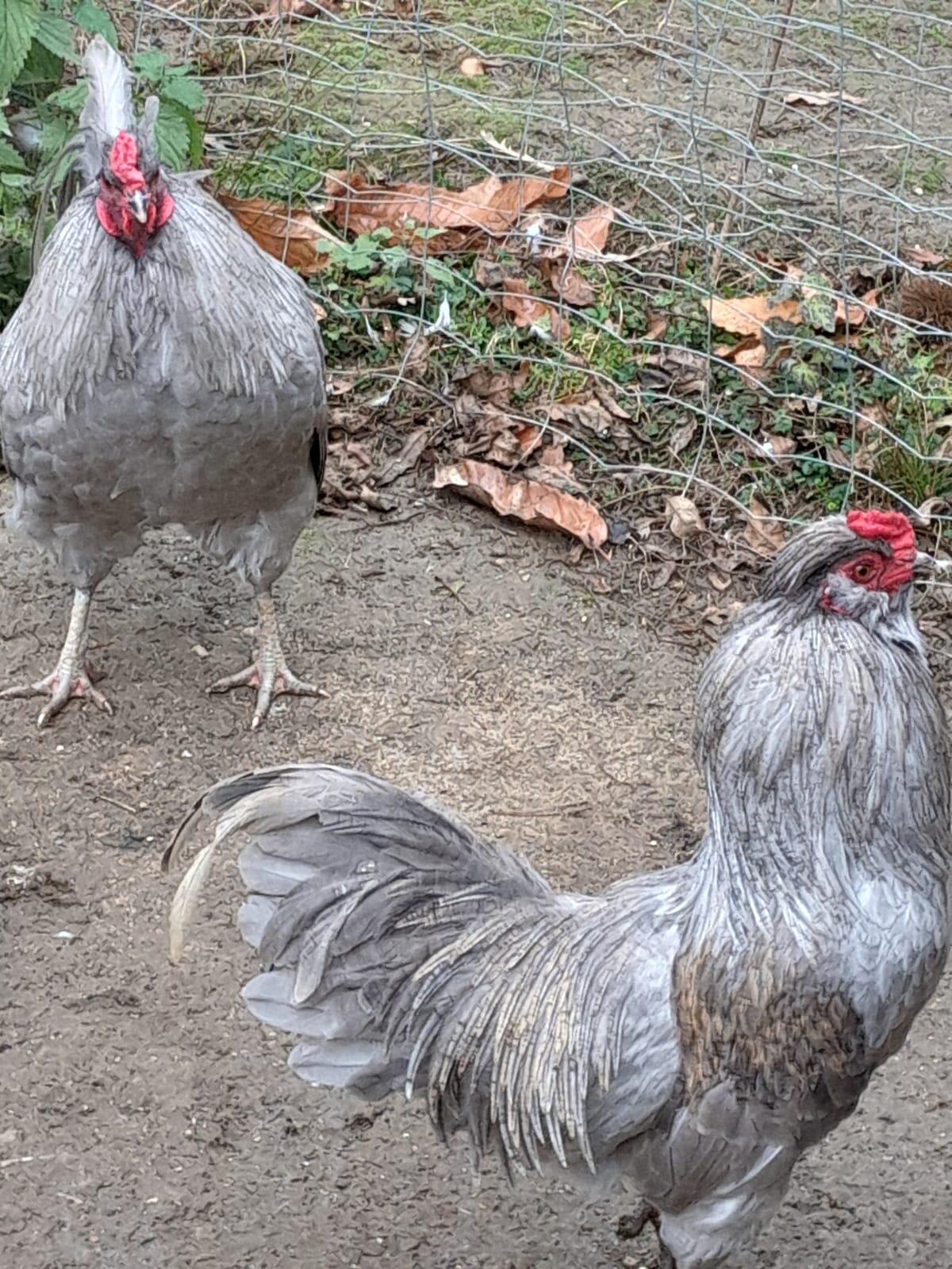 Lavanta-Araucaner Hähne zu verkaufen 1