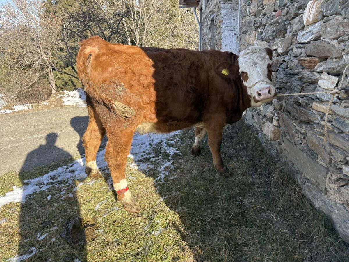 FV Bio Kalbin trächtig 1