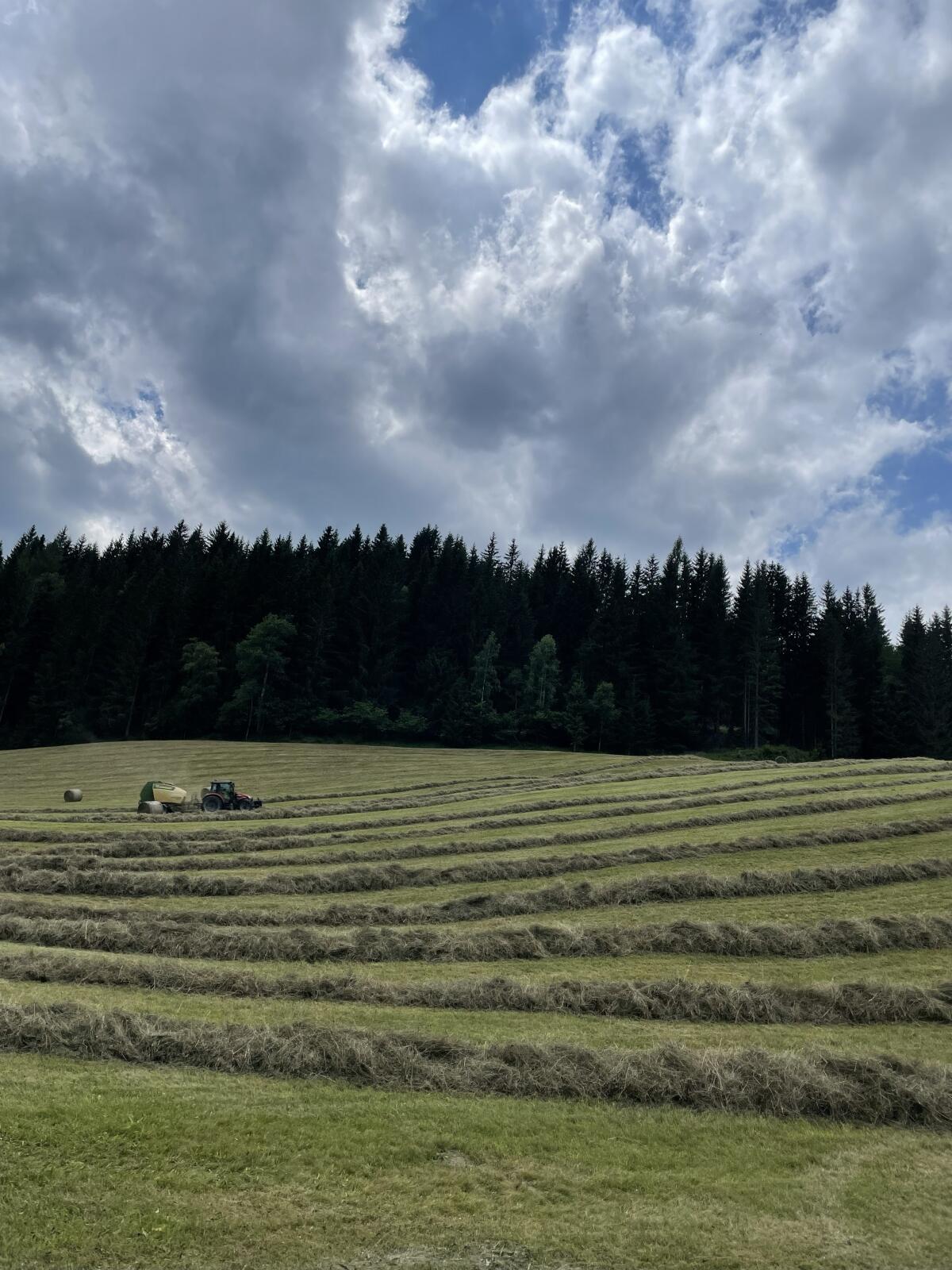 50 Bioheuballen - Top Qualität - zu verkaufen 1