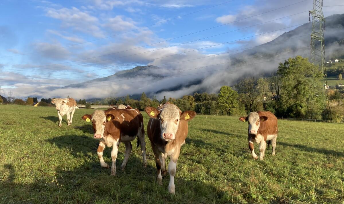 Trächtige BIO-FV-Kalbinnen 1