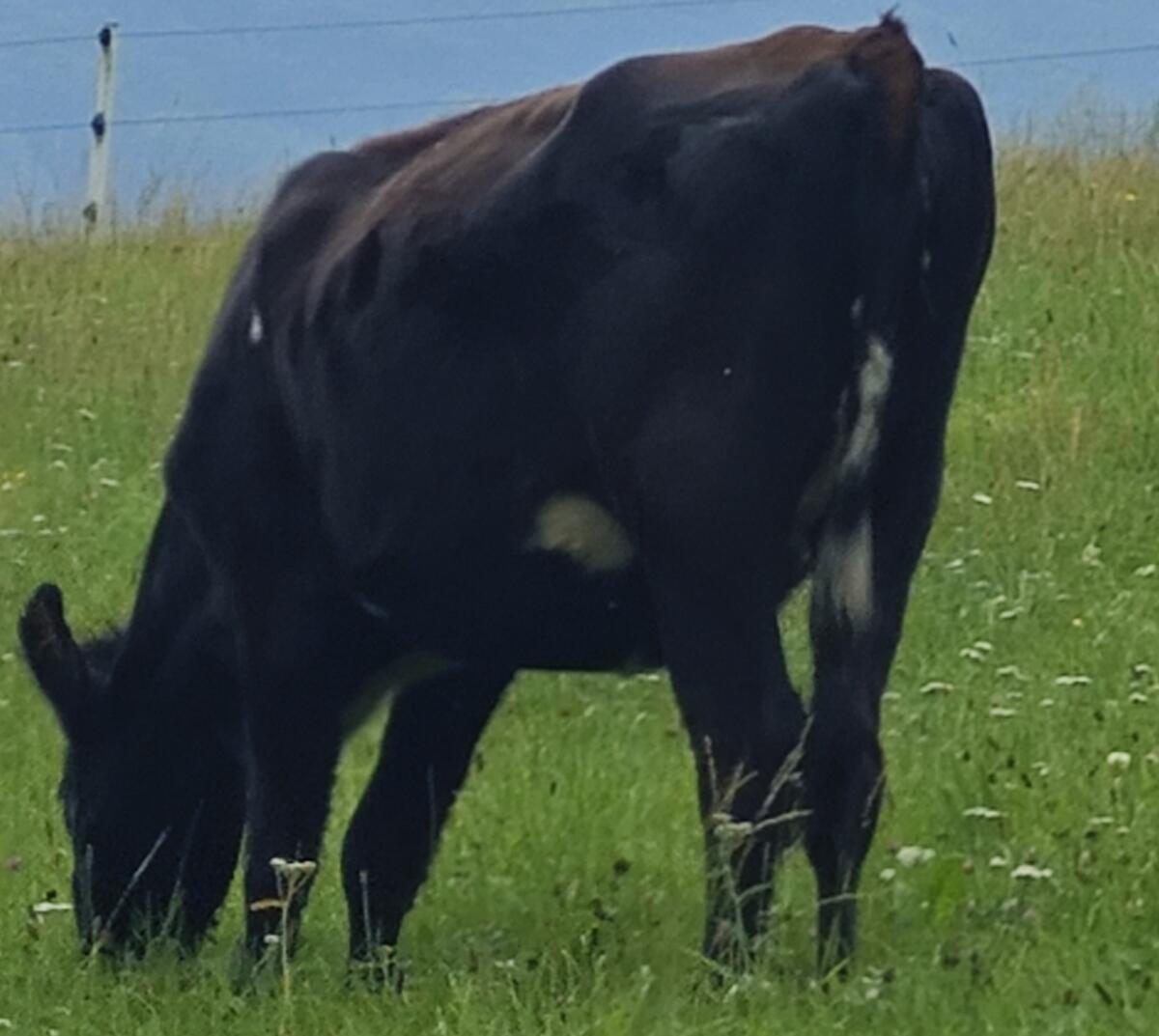 Je x ND Kalbin hochtragend 1